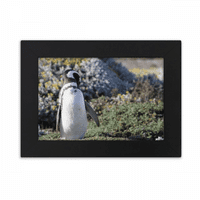 Stalak južni pingvin sfeniscidaePicture Desktop Foto okvir ukrasi slikanje umjetnosti