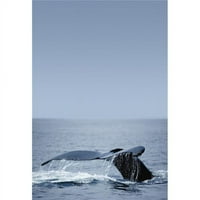 Posteranzi DPI Gumpback Whale Rep Fin Poster Print by Darren Greenwood, 16