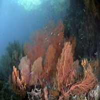 Coral Reef, Raja Ampat, Indonezija. Print postera Ethan Daniels