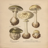 Kapa smrti, gljiva, Amanita Phalloides, Anda Poster Print ® Florilegis Mary Evans
