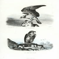 Osprey i kratki iščman Snake Eagle Poster Print ® Florilegije Mary Evans