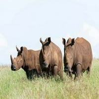 Bijeli nosorozi, Kenija Poster Print Martin Zwick