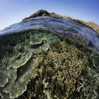 Prekrasan i krhki koralni greben raste u Nacionalnom parku Komodo, Indonezijski poster Ispis Ethan Daniels