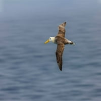 Mahao je albatross leteći-espanola otok i otoka Galapagos-ekvador poster Print - Adam Jones