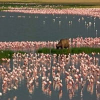 Cape Buffalo i manje Flamingos Poster Ispis panoramskih slika