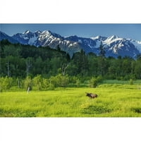 Ljetni pejzaž kravljeg losa u močvarnim područjima livada sa planinama Chugacha u pozadini u blizini