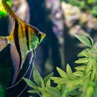 Hemoton umjetni lažni viseći vodeni biljni akvarij riblje rezervoar zelenog lišća ukras