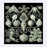 Art Oblici prirode - Amphoridea - Ernst Haeckel umetnička dela