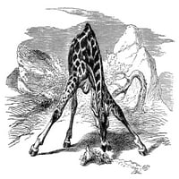 Žirafa. Nwood graving, američki, 19. vek. Poster Print by