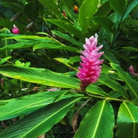 Pink Ginger na Tropskom botaničkom vrtu Hayaii, obala Hamakua, Big Island, Havaji, USA Poster Print