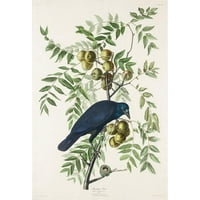 Audubon, John James Crni modernog uokvirenog muzeja Art Print pod nazivom - Američka vrana