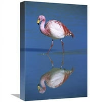 u. Puna flamingo Wading, Laguna Colorada, Bolivija Art Print - Tui de Roy